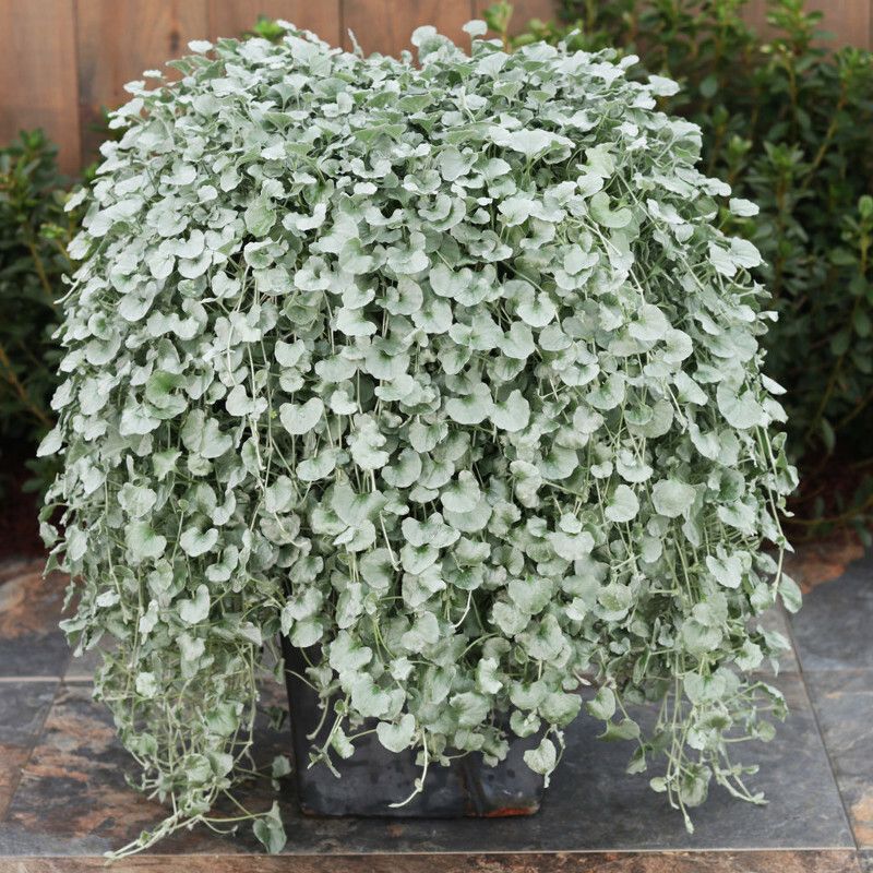 Dichondra 'Silver Falls' ~ Trio of 3 Hefty Plants