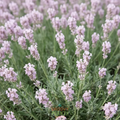 Lavender 'Jean Davis' ~ Trio of 3 Hefty Plants for Preorder