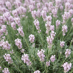Lavender 'Jean Davis' ~ Trio of 3 Hefty Plants for Preorder