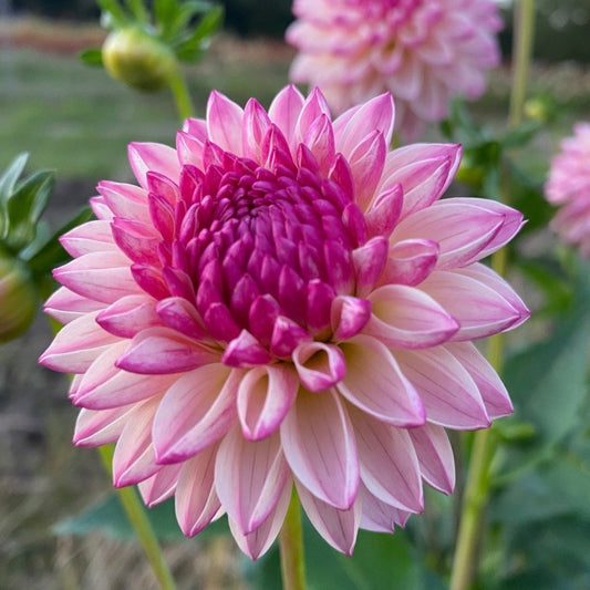 ‘Valley Porcupine’ Dahlia ~ 3 Tubers