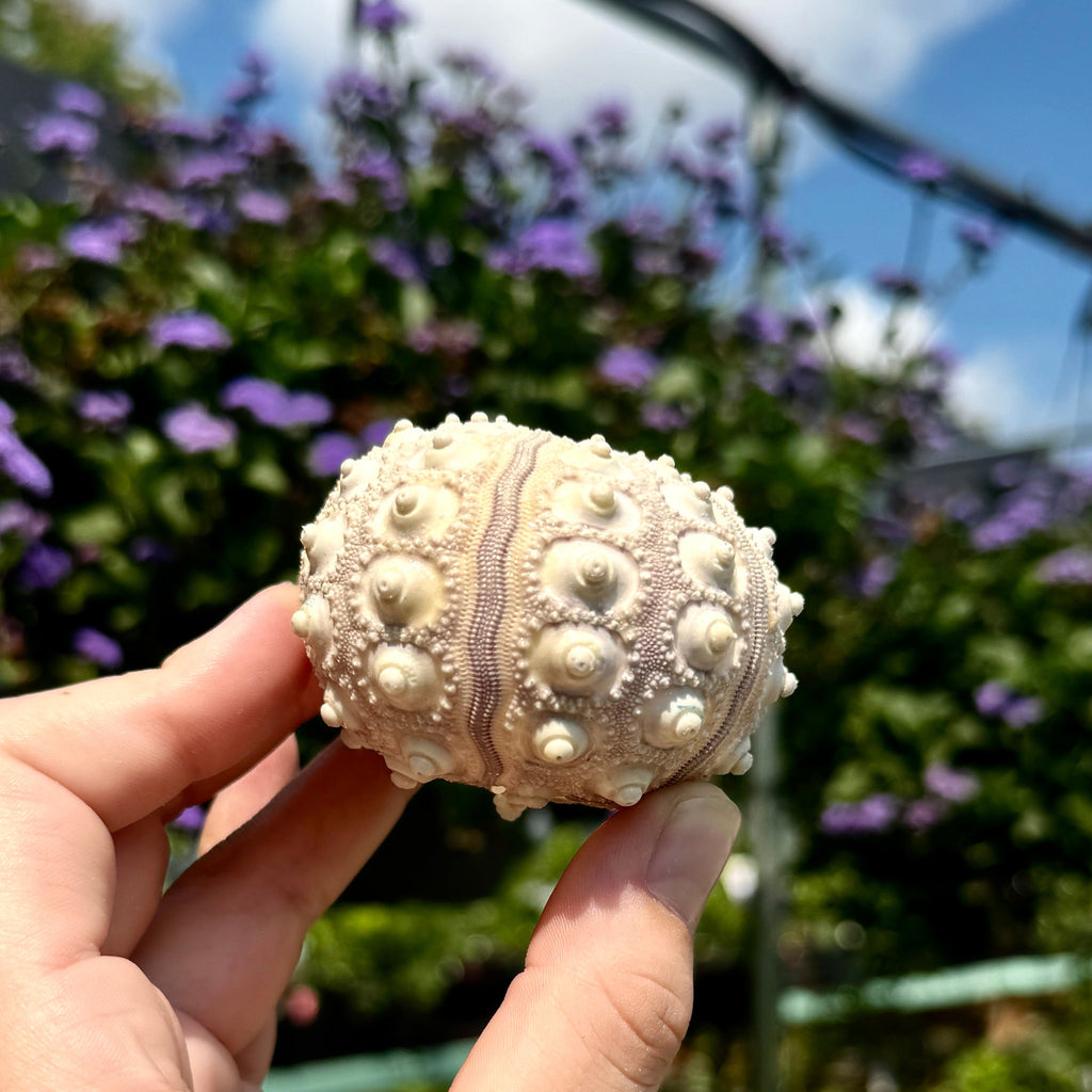 Sputnik Sea Urchin Shell | Air Plant Holder