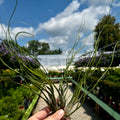Trio of Tillandsia Butzii 7-10"