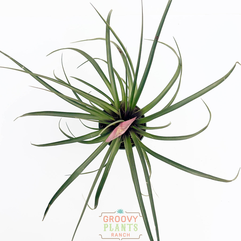 Pink Quill | Tillandsia Cyanea