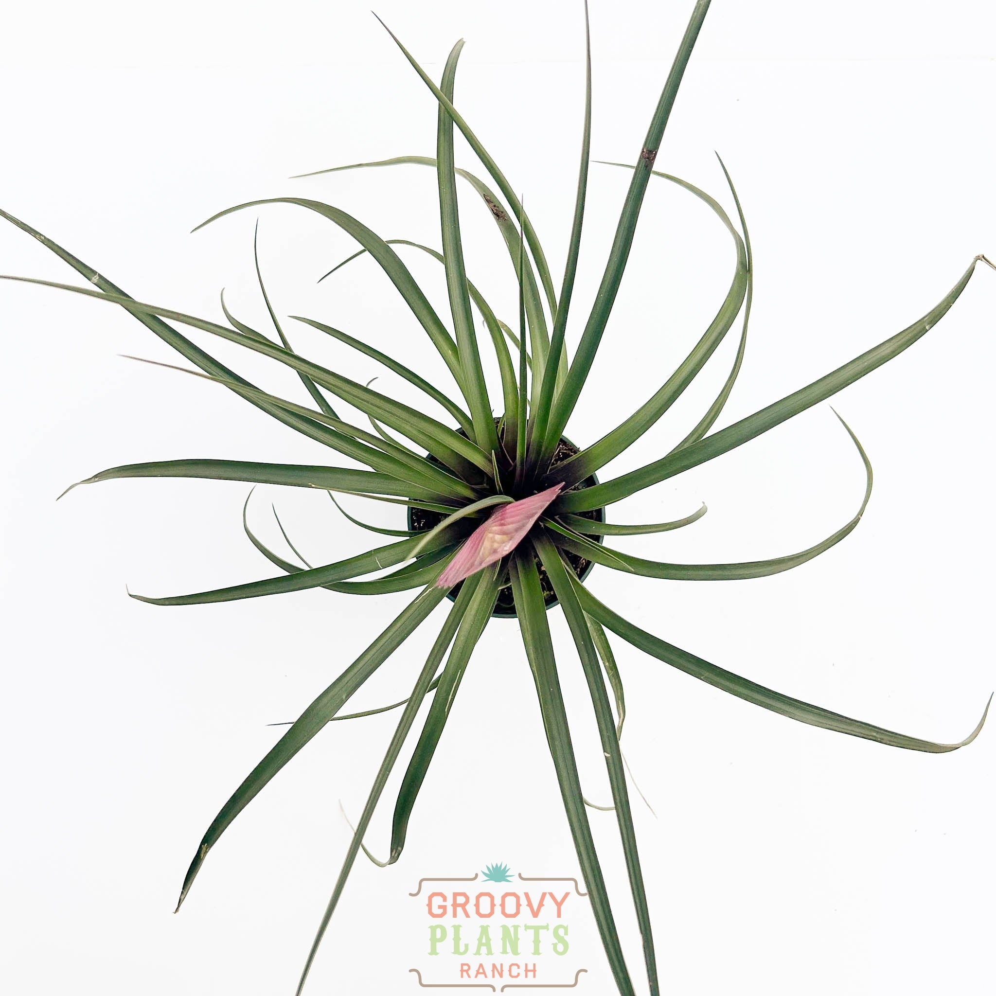 Pink Quill | Tillandsia Cyanea
