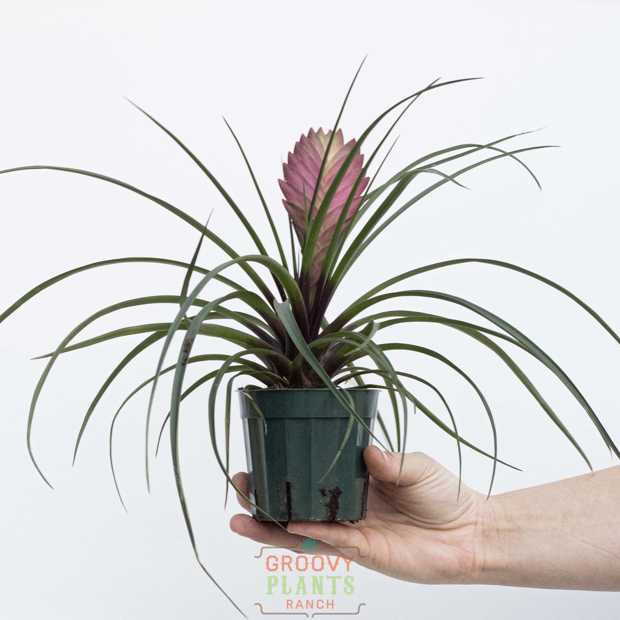 Pink Quill | Tillandsia Cyanea – The Groovy Plants Ranch LLC