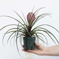 Pink Quill | Tillandsia Cyanea