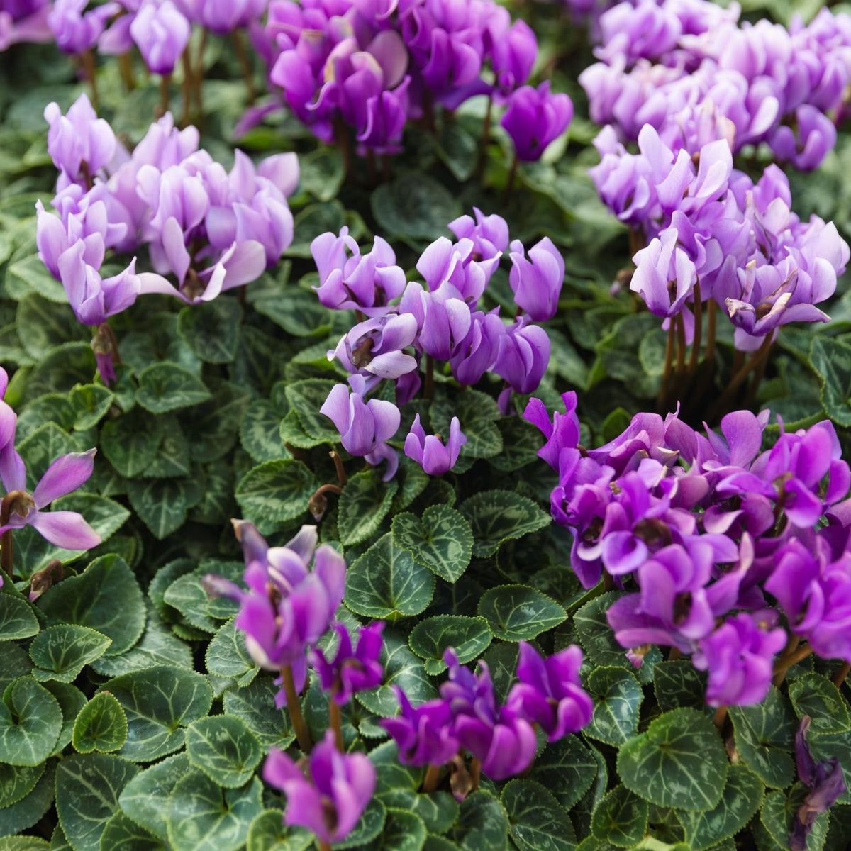The Dragon's Treasure Trove | Cyclamen 'Dragon Blue' & 'Dragon Deep Blue' Combo