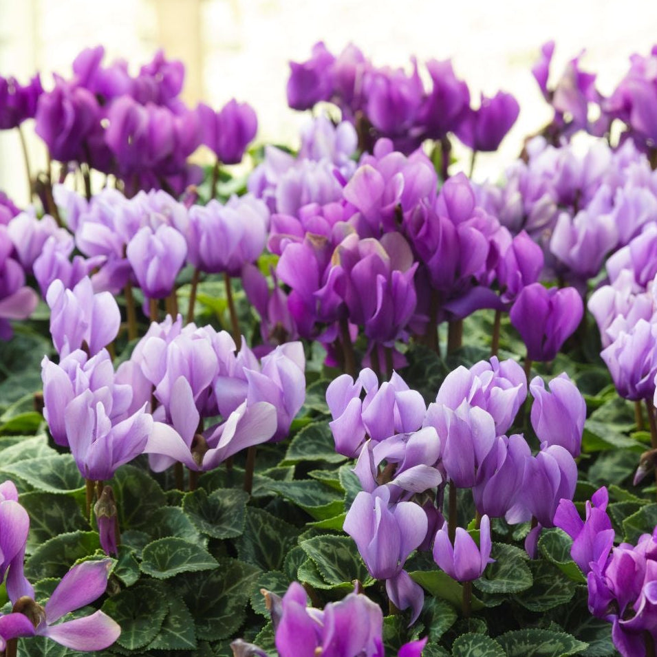 Cyclamen 'Dragon Blue'