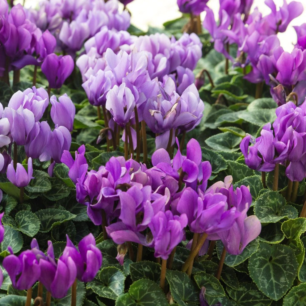 The Dragon's Treasure Trove | Cyclamen 'Dragon Blue' & 'Dragon Deep Blue' Combo