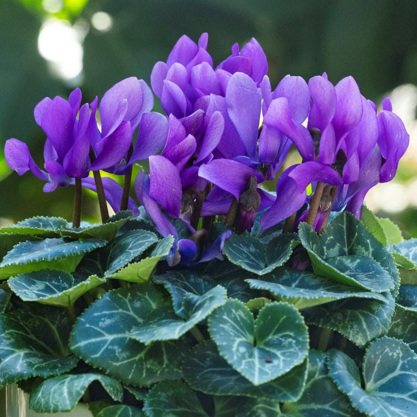 Cyclamen 'Dragon Deep Blue'