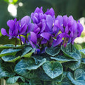 Cyclamen 'Dragon Deep Blue'