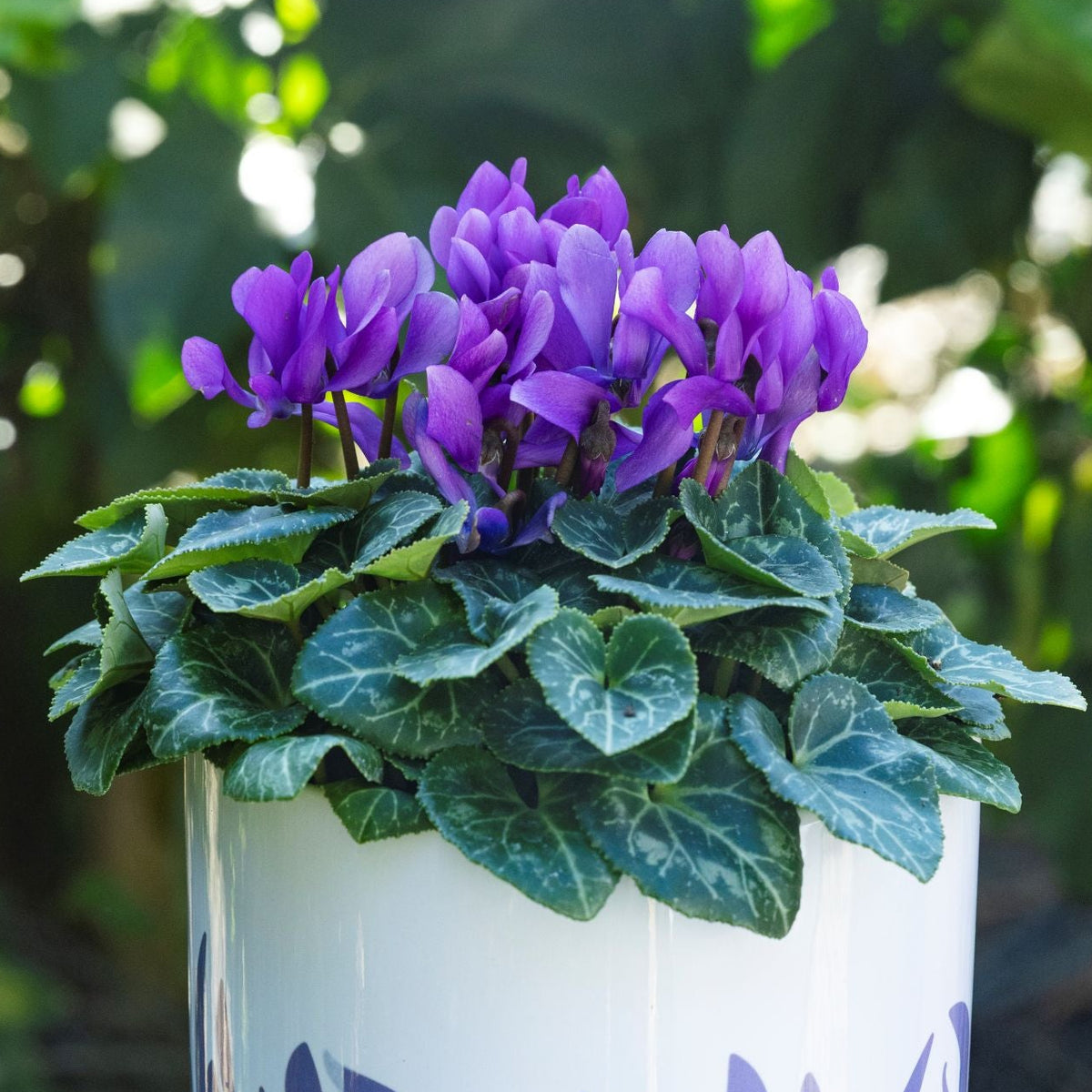 Cyclamen 'Dragon Deep Blue'
