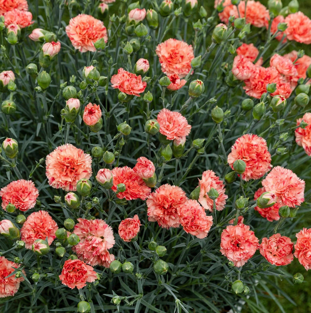 Dianthus Scent First® 'Orange Sparkler'