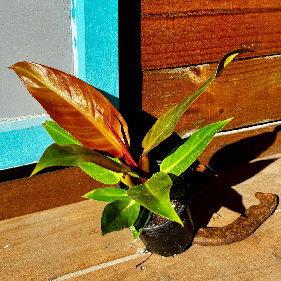 Philodendron Red Sun
