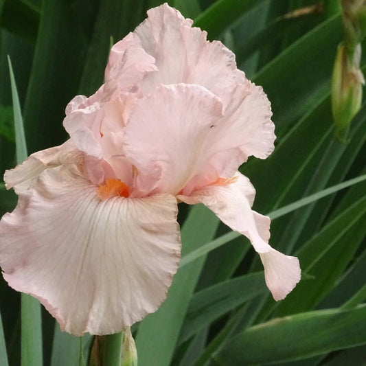 Preorder Iris 'Pink Attraction' | APRIL PICKUP ONLY!