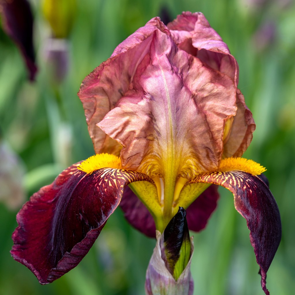 Bearded Iris 'Blatant'