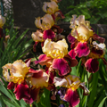 Bearded Iris 'Blatant'