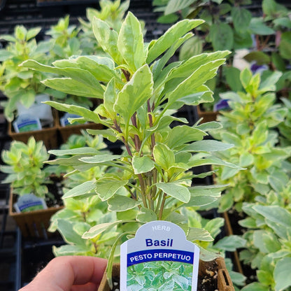 Basil 'Pesto Perpetuo' ~ Trio of 3 Hefty Plants for Preorder