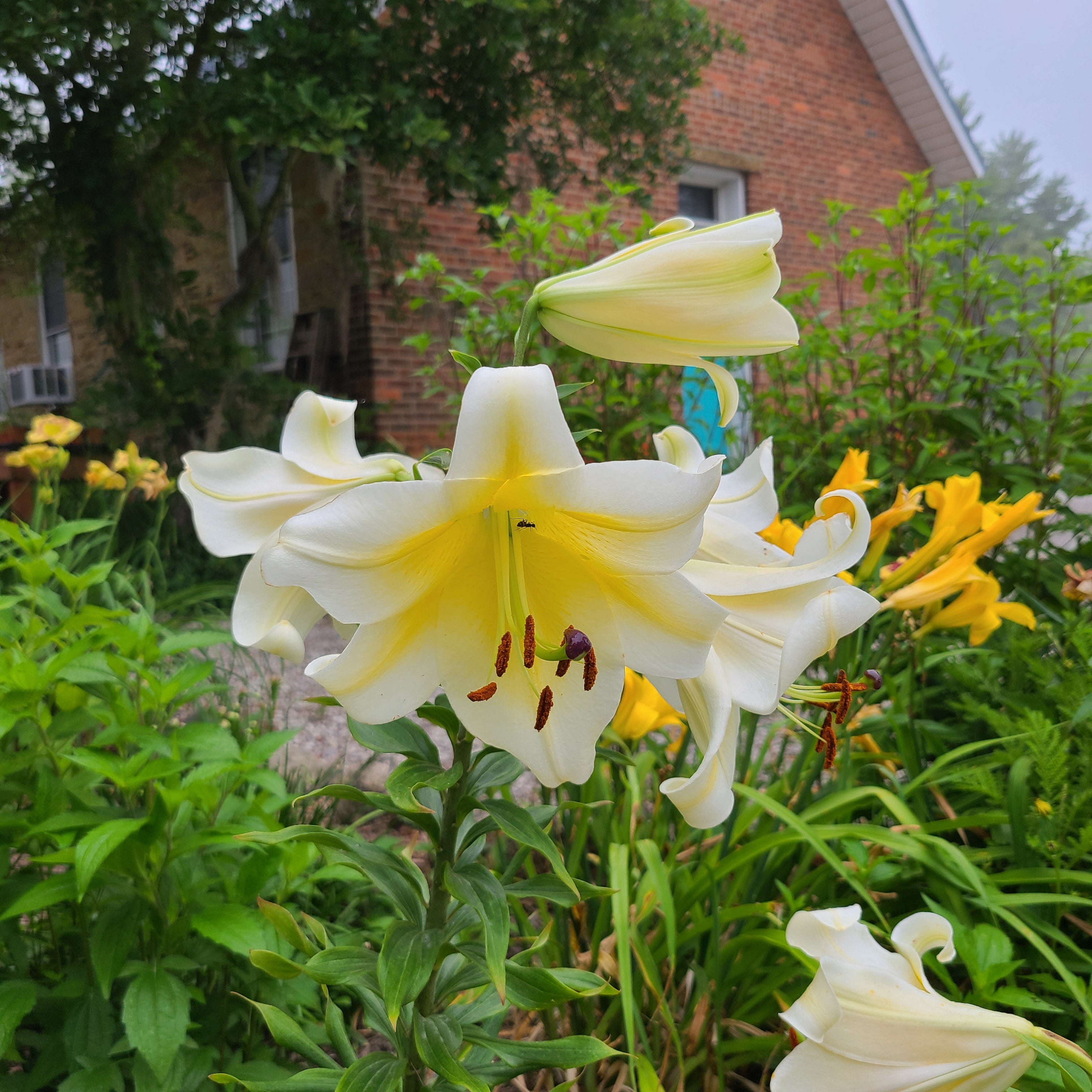 Lily Bash – The Groovy Plants Ranch LLC