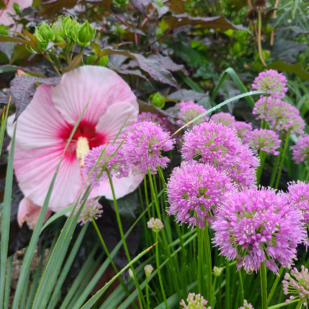 Allium 'Millenium'