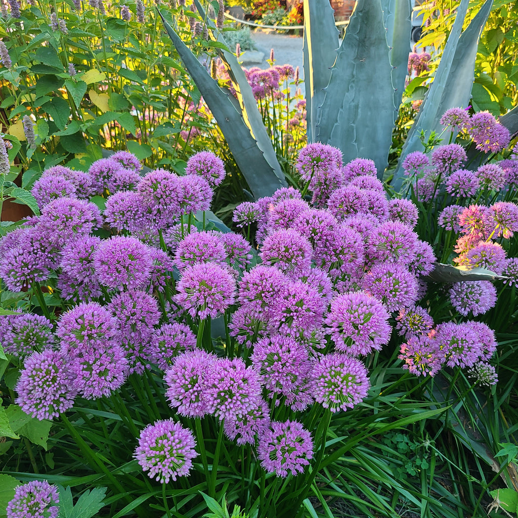 Allium 'Millenium'