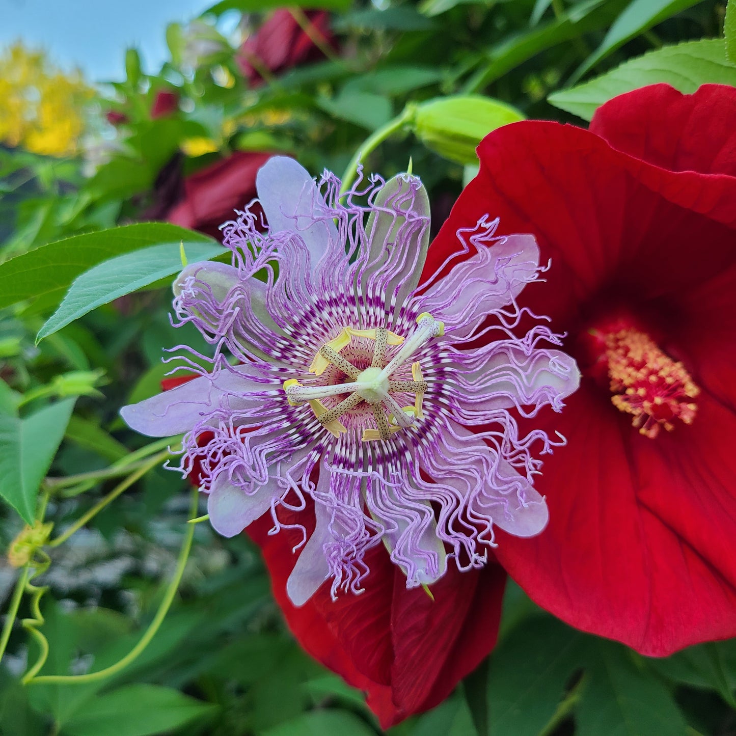 Passion Flower | Passiflora 'Incense'