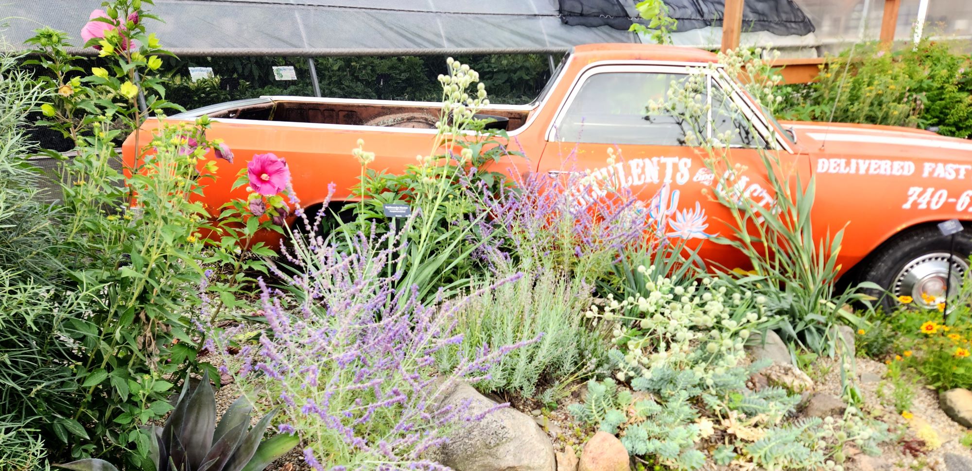 Groovy Plants Ranch Groovy's CruiseIn The Groovy Plants Ranch LLC