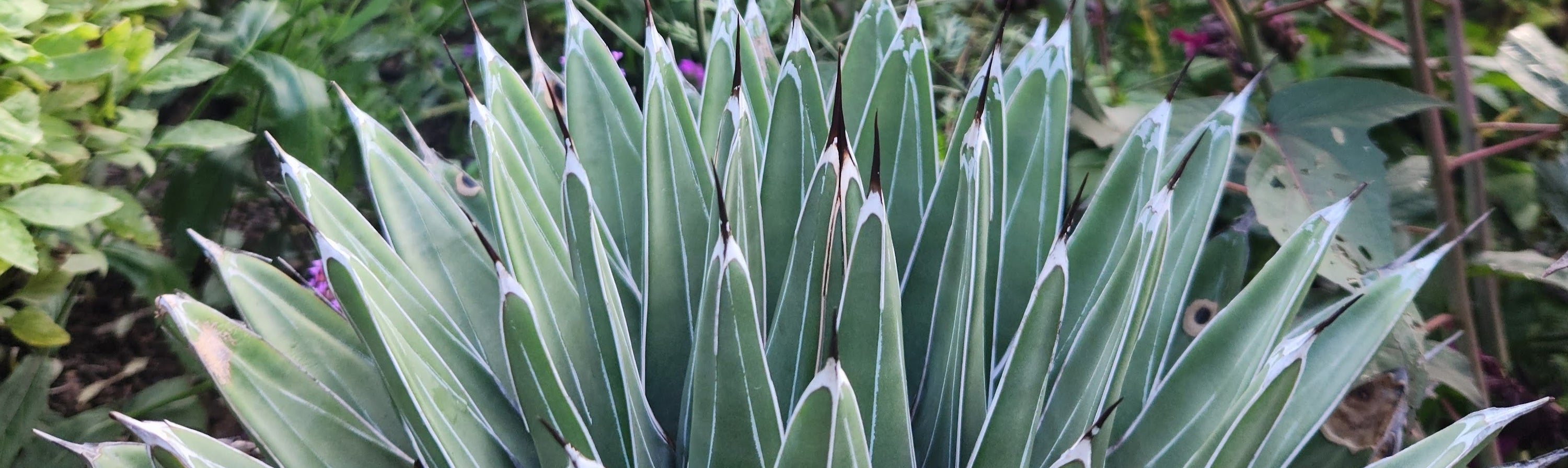 Groovy Plants Ranch Succulent Solstice The Groovy Plants Ranch LLC