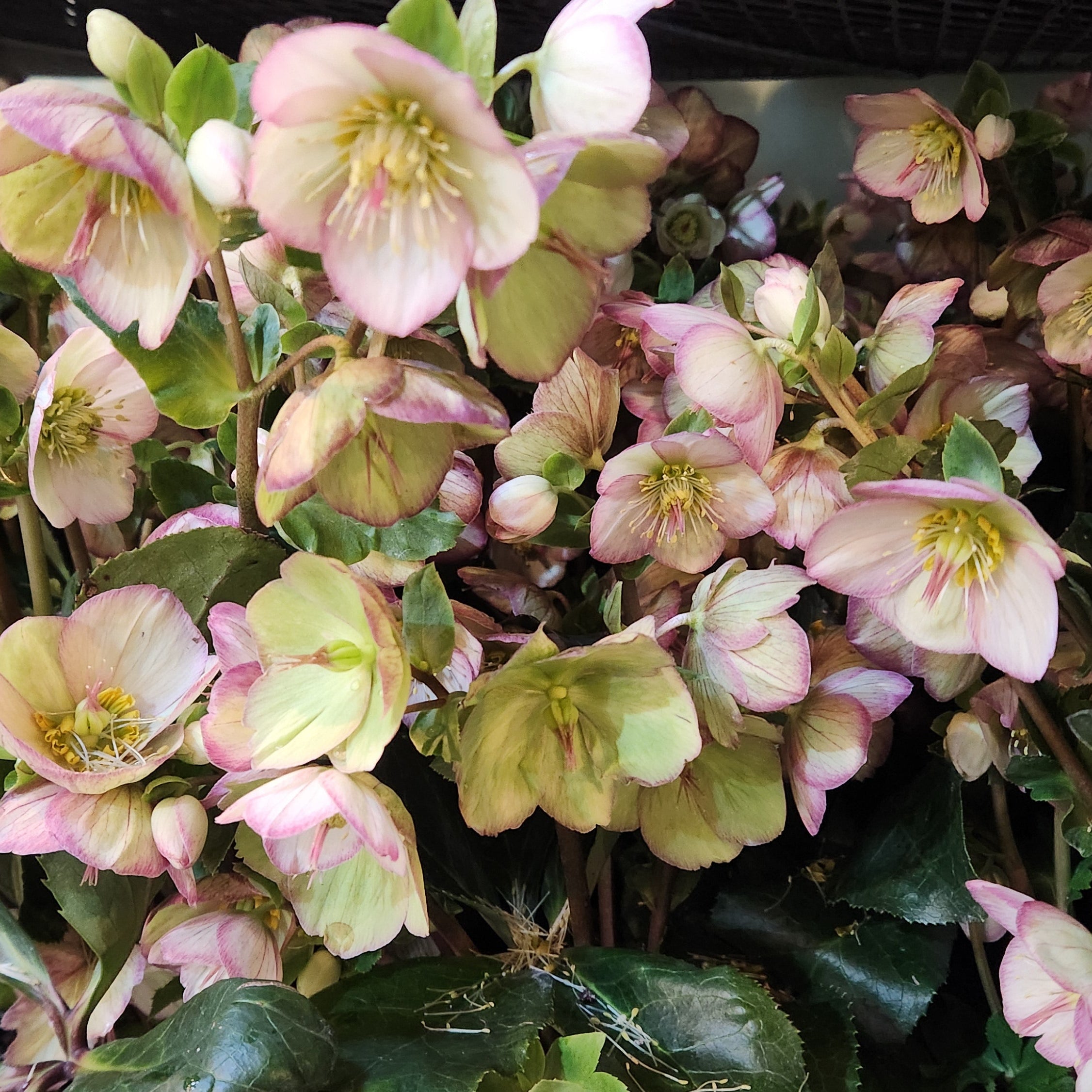 Groovy Plants Ranch - 2026 Helleborus Hullabaloo – The Groovy