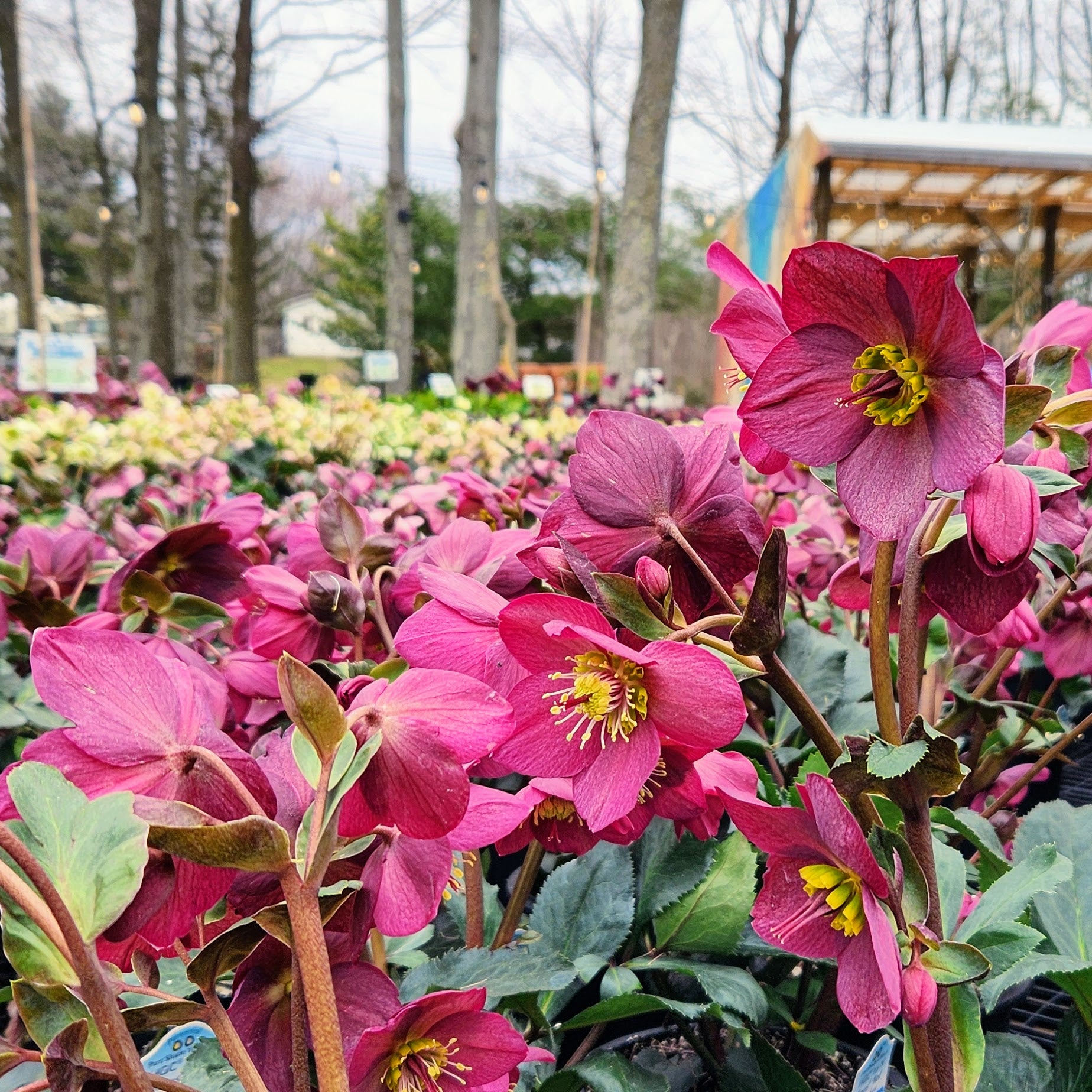 Groovy Plants Ranch - 2026 Helleborus Hullabaloo – The Groovy