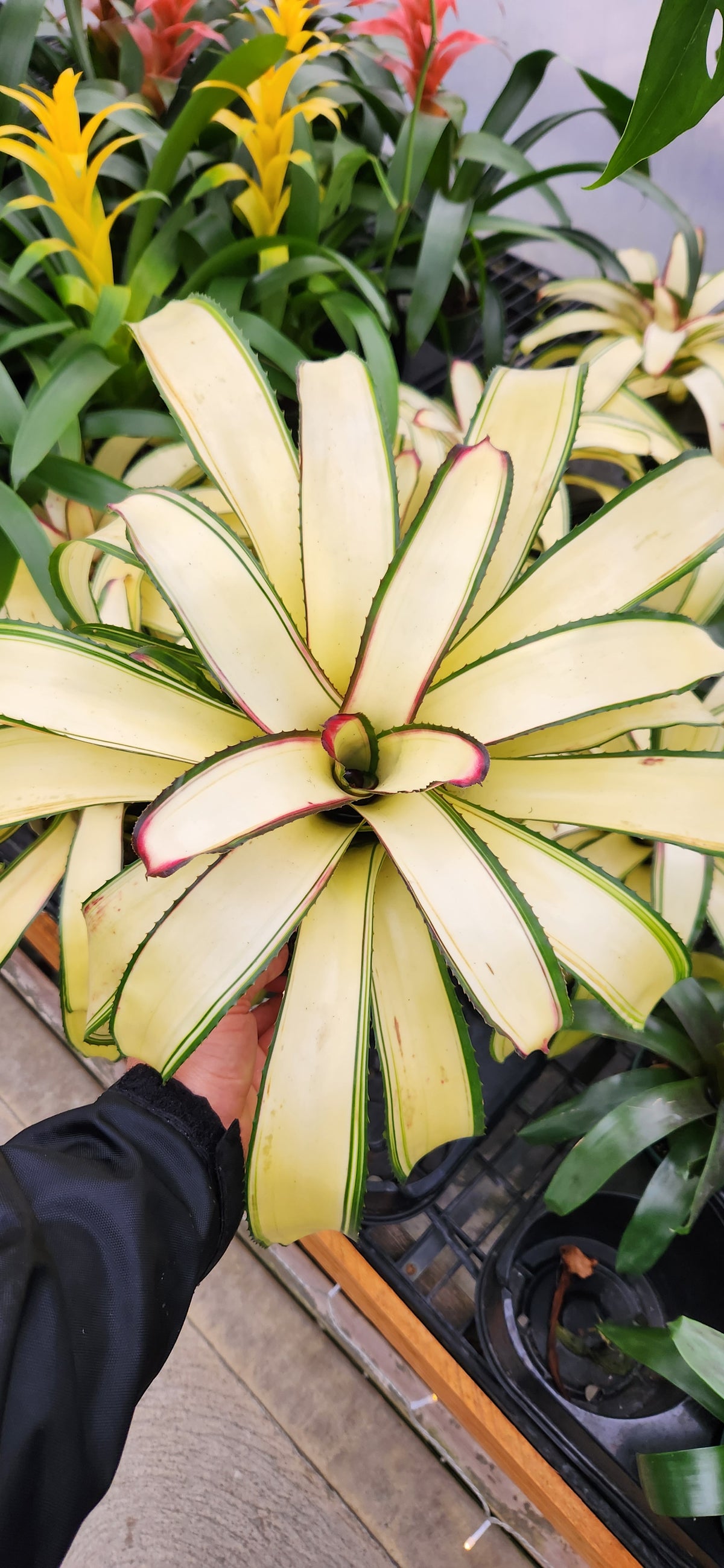 Fall for Bromeliads: The Zero-Drama Houseplant | Sept 18th 5:30pm