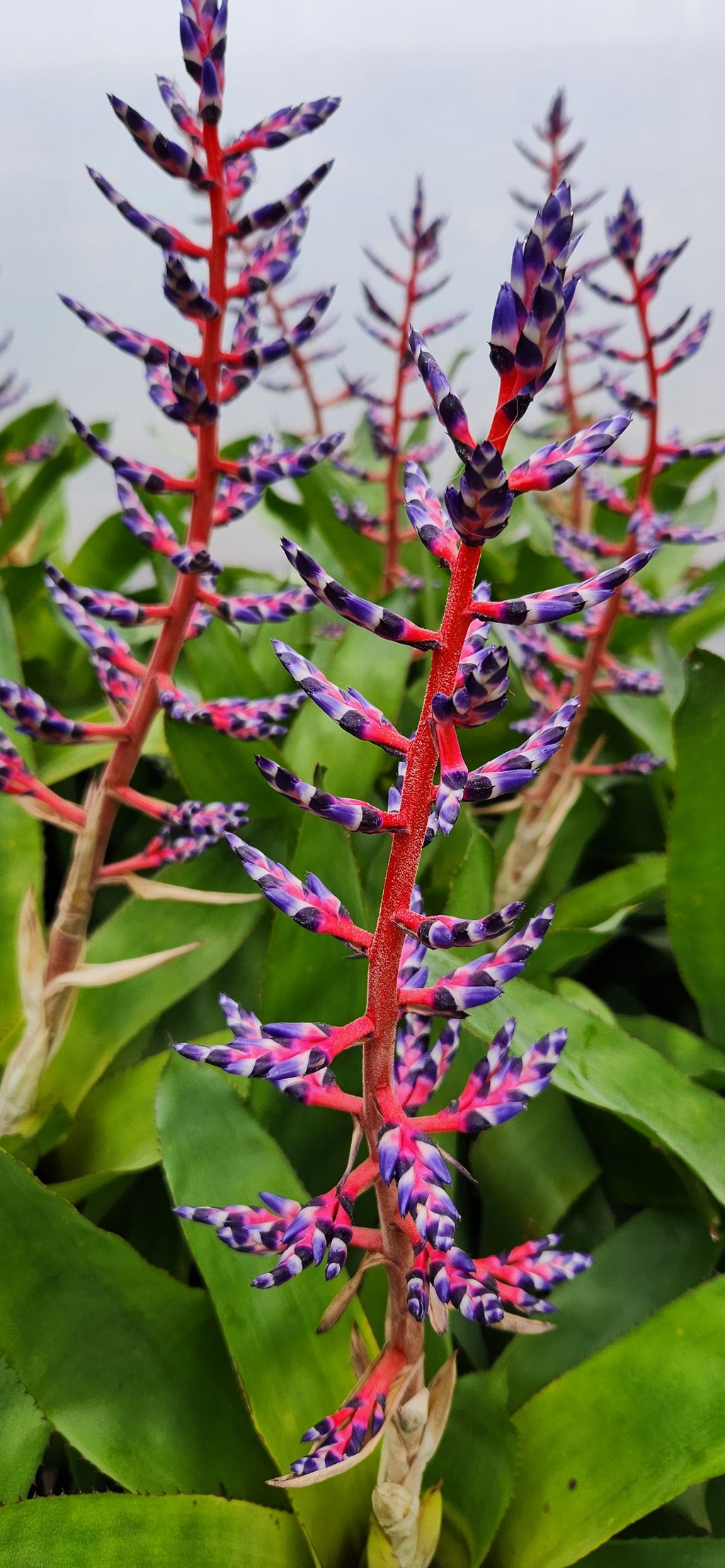 Fall for Bromeliads: The Zero-Drama Houseplant | Sept 18th 5:30pm