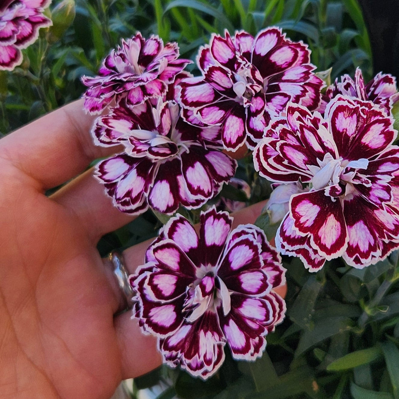Dianthus Capitán 'Purple + White' ~ Trio of 3 Hefty Plants