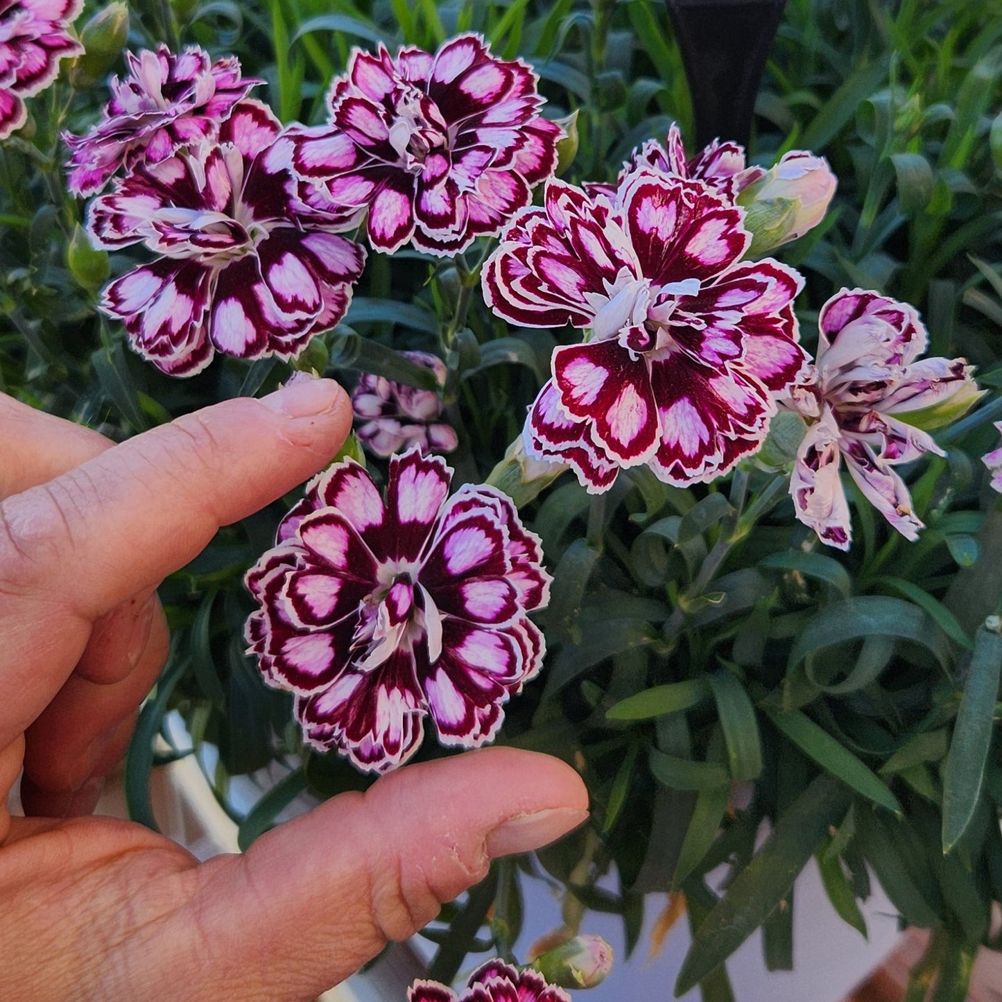 Dianthus Capitán 'Purple + White' ~ Trio of 3 Hefty Plants