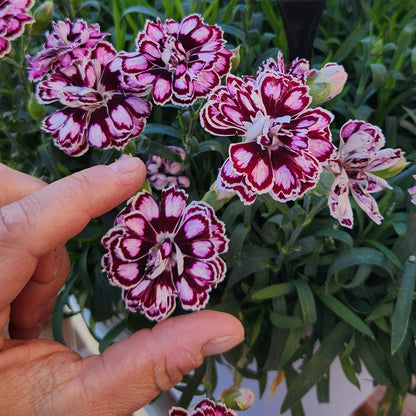 Dianthus Capitán 'Purple + White' ~ Trio of 3 Hefty Plants