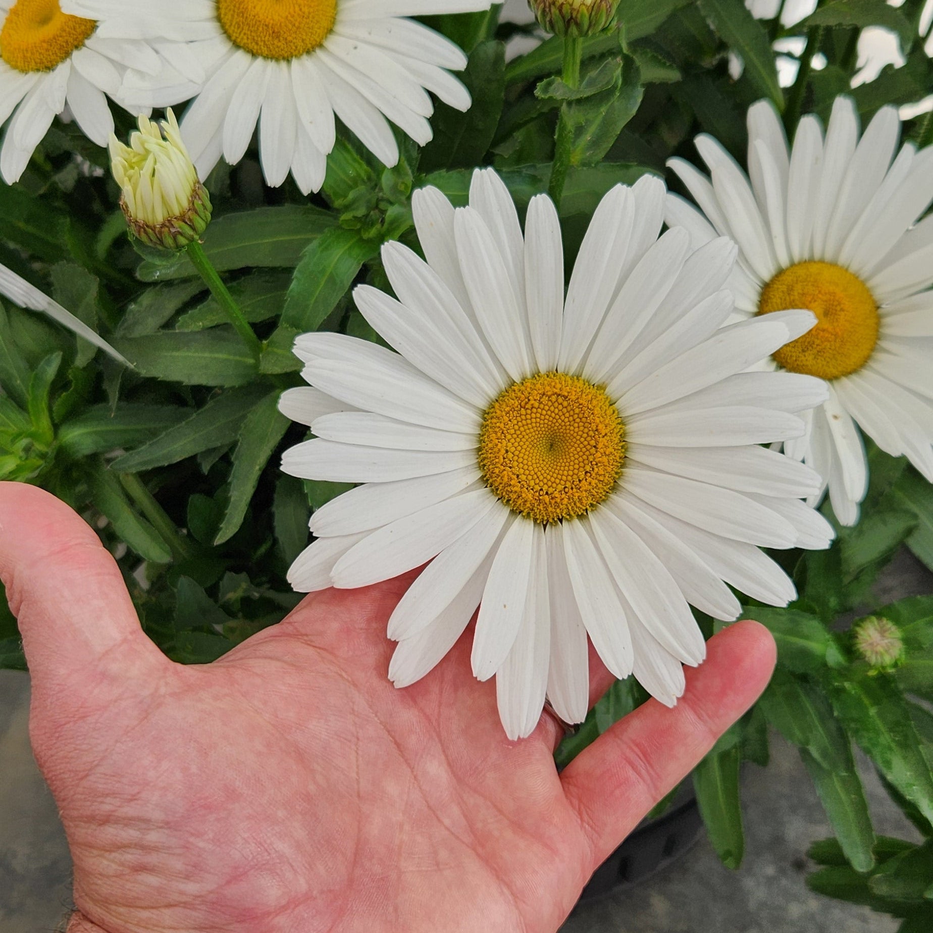 Shasta Daisy 'Kilimanjaro'