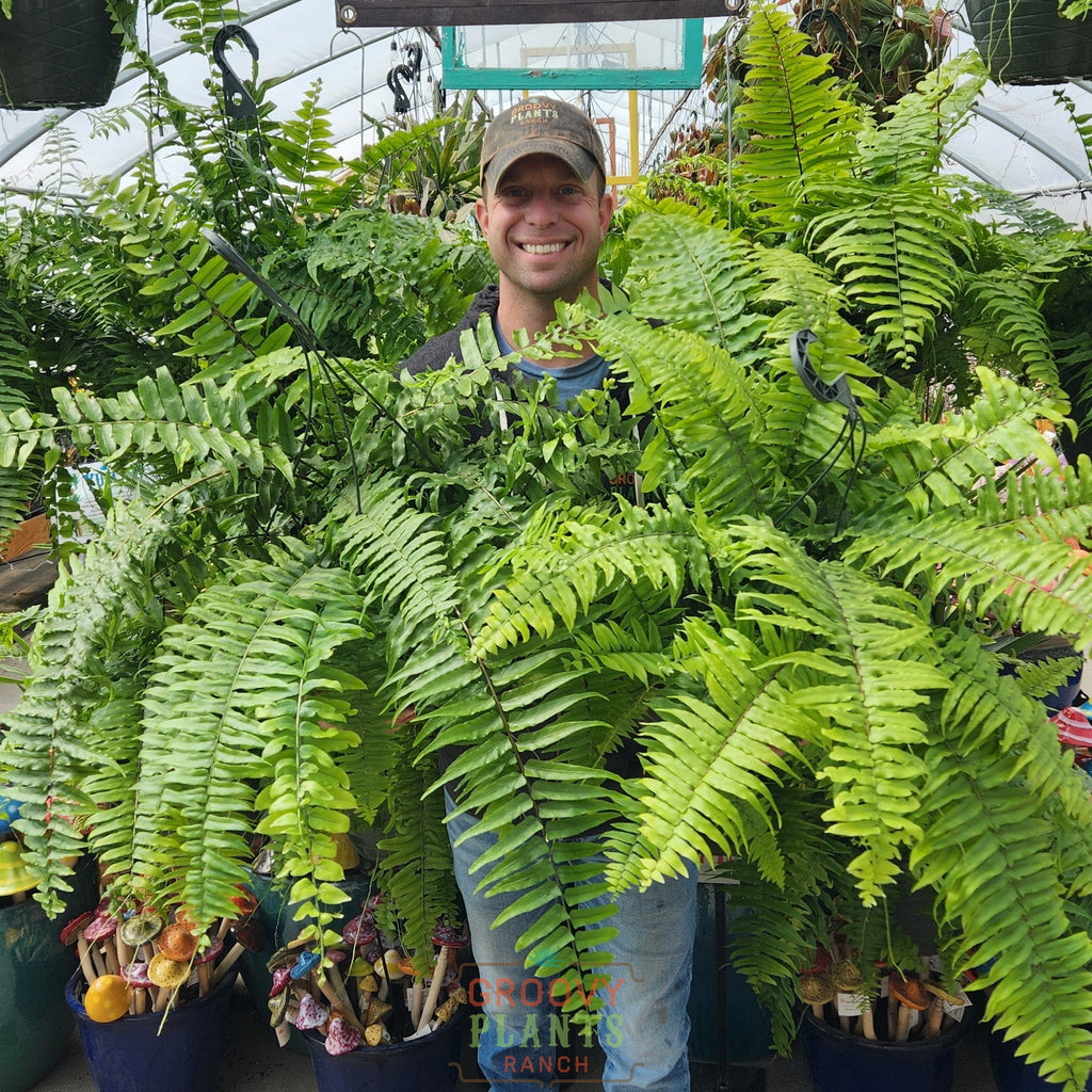Macho Fern ~ Hefty Hanging Basket for Preorder