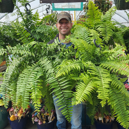 Macho Fern Hanging Basket