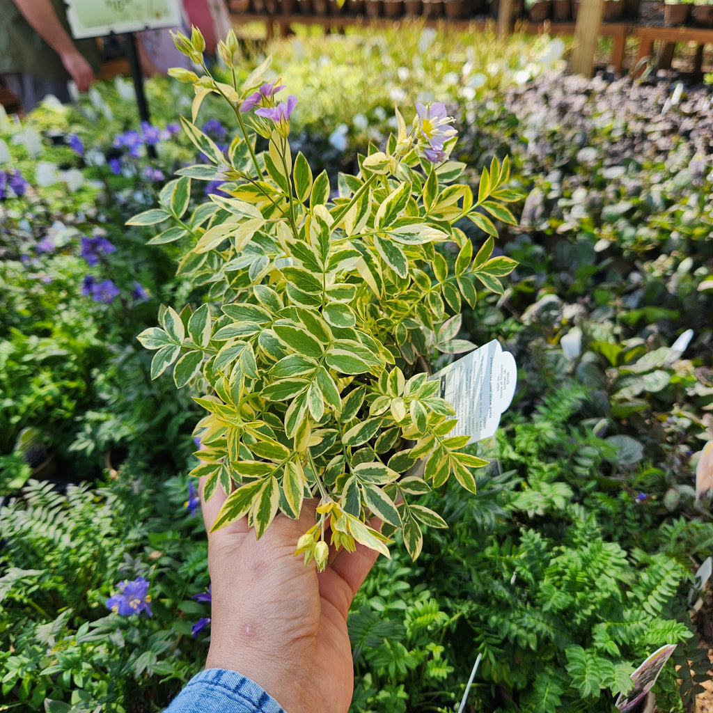 Jacob's Ladder 'Golden Feathers'