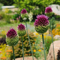 Drumstick Allium - 25 Bulbs