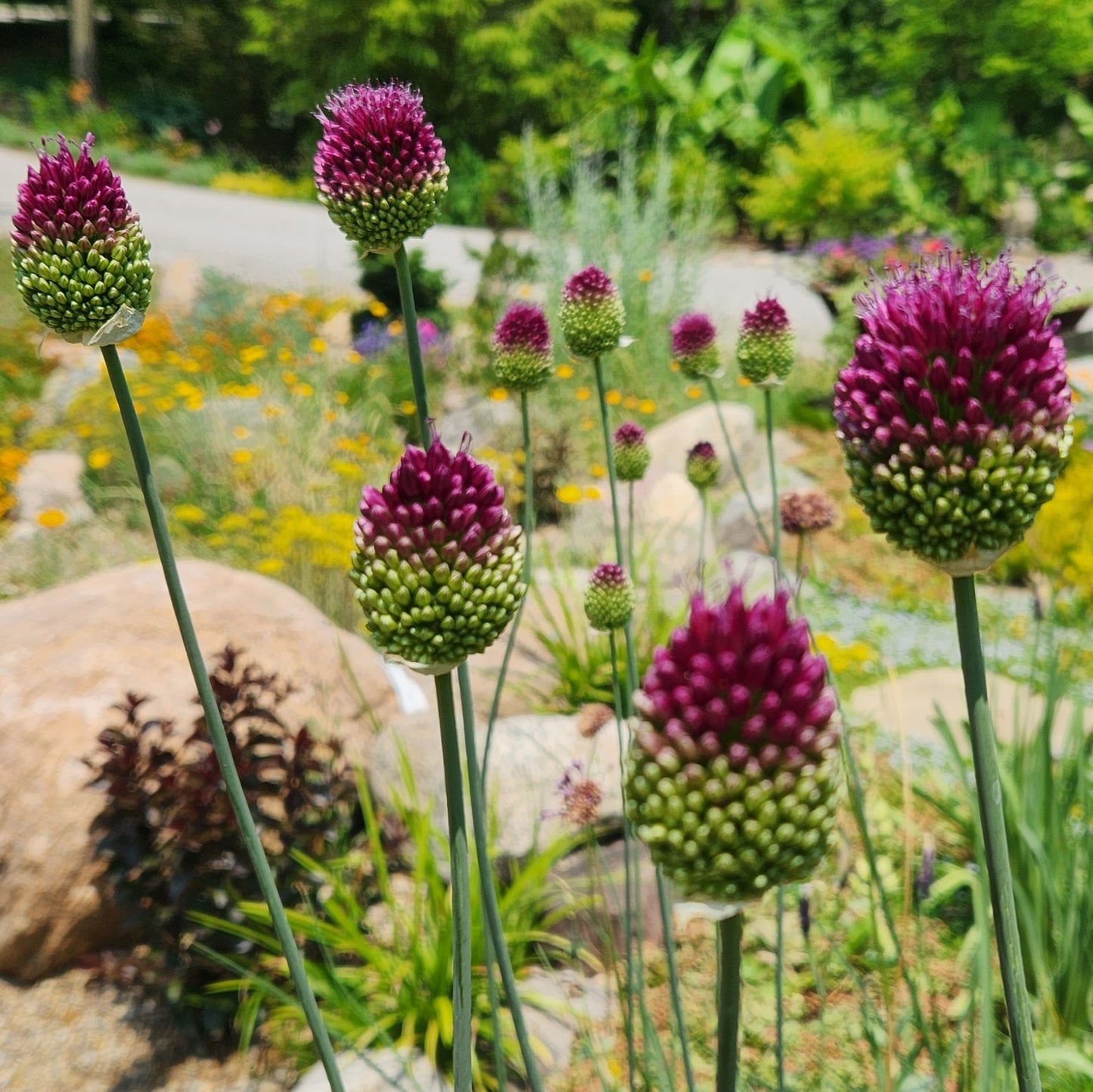 Sea of Drumsticks ~ 75 Drumstick Allium sphaerocephalon bulbs