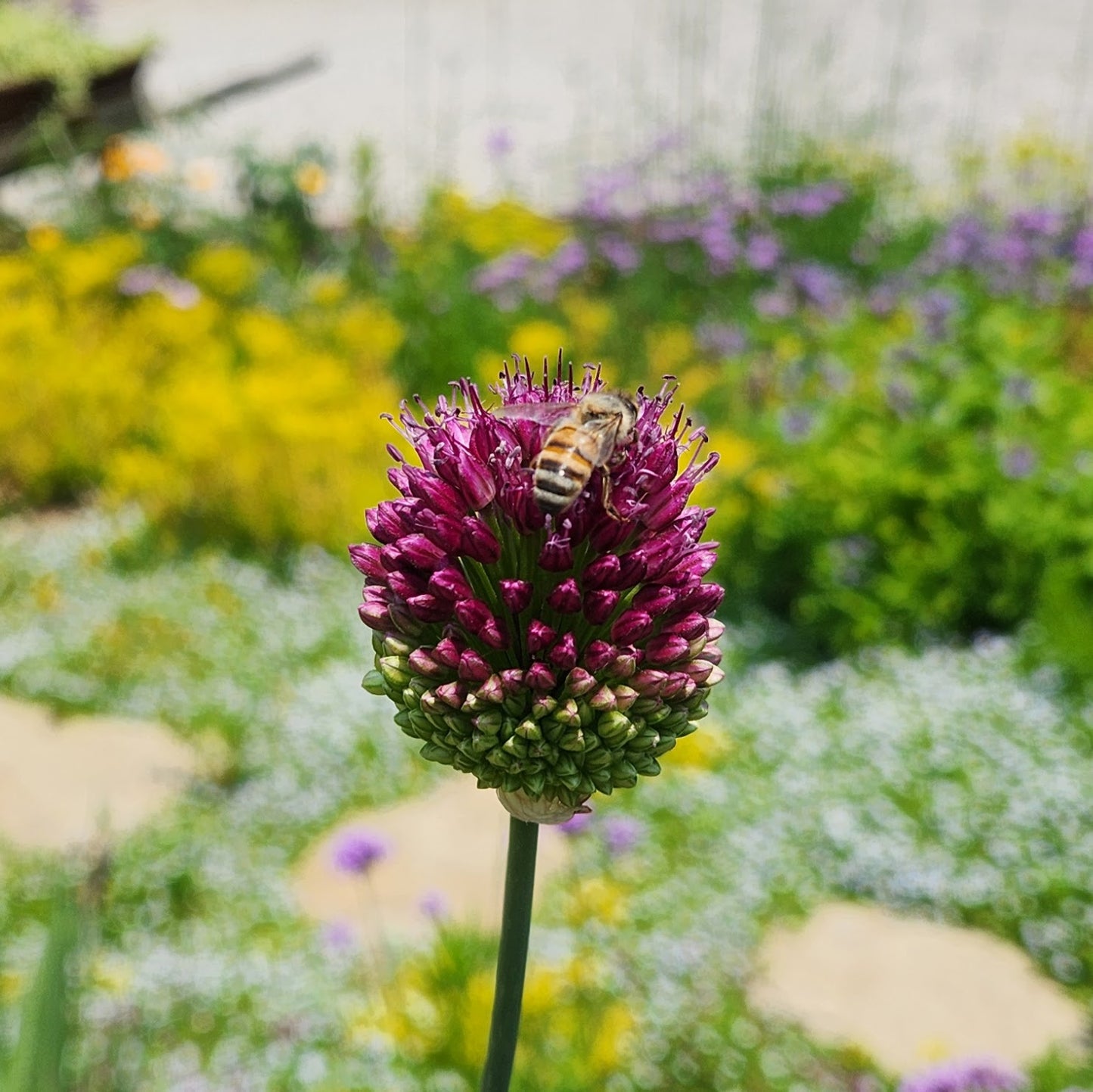 Sea of Drumsticks ~ 75 Drumstick Allium sphaerocephalon bulbs