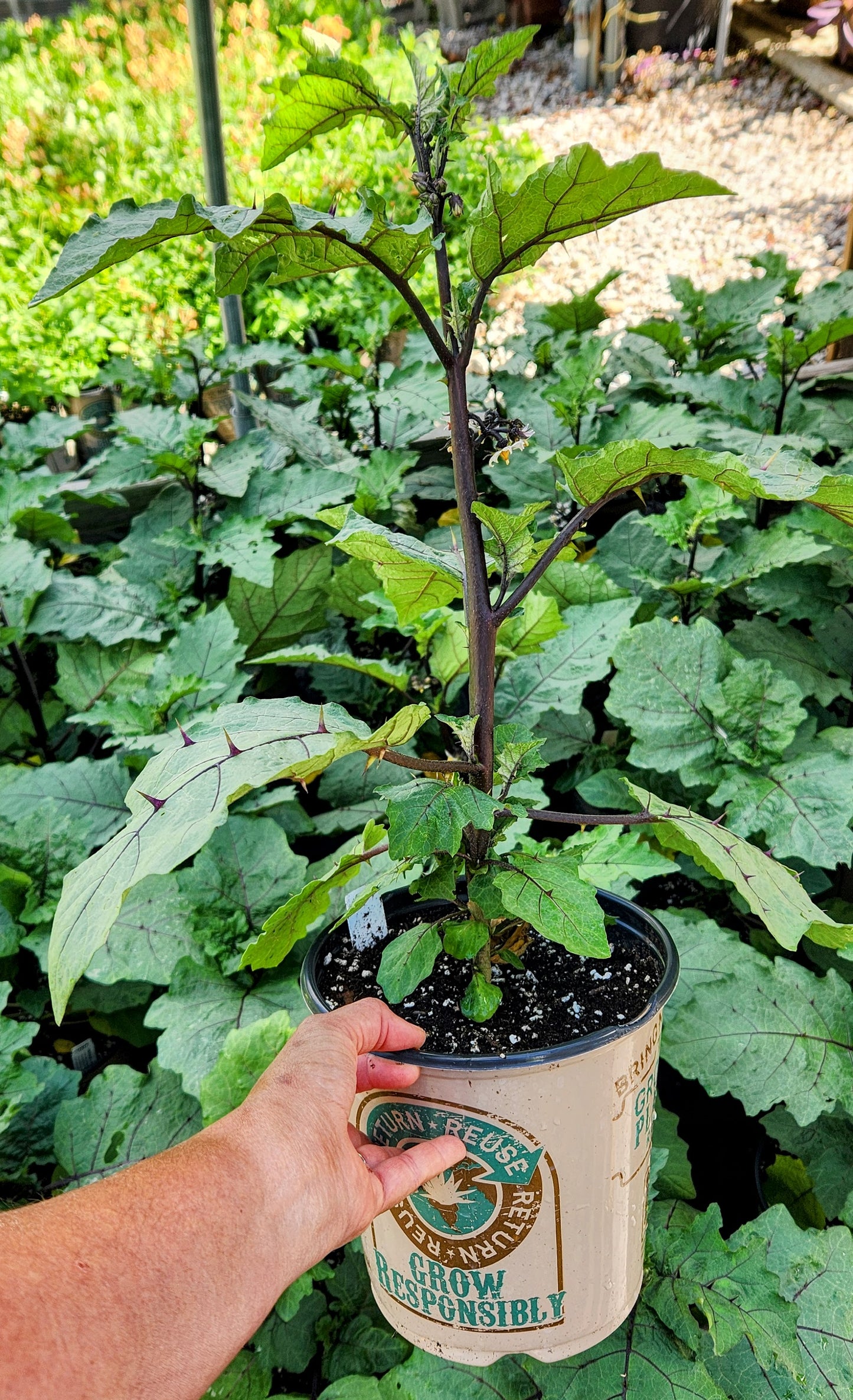 Pumpkin on a Stick ~ Trio of 3 Hefty Plants