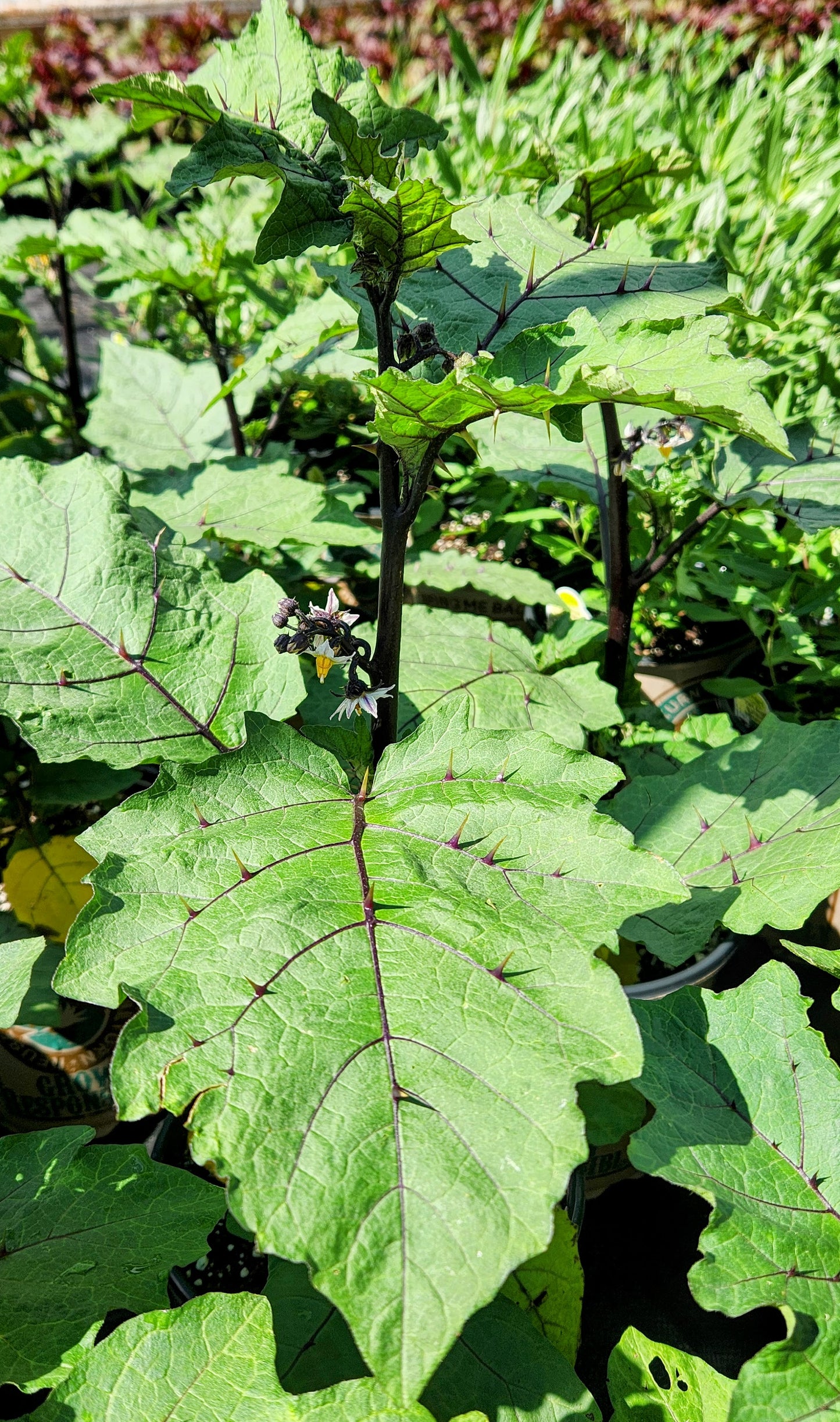 Pumpkin on a Stick ~ Trio of 3 Hefty Plants
