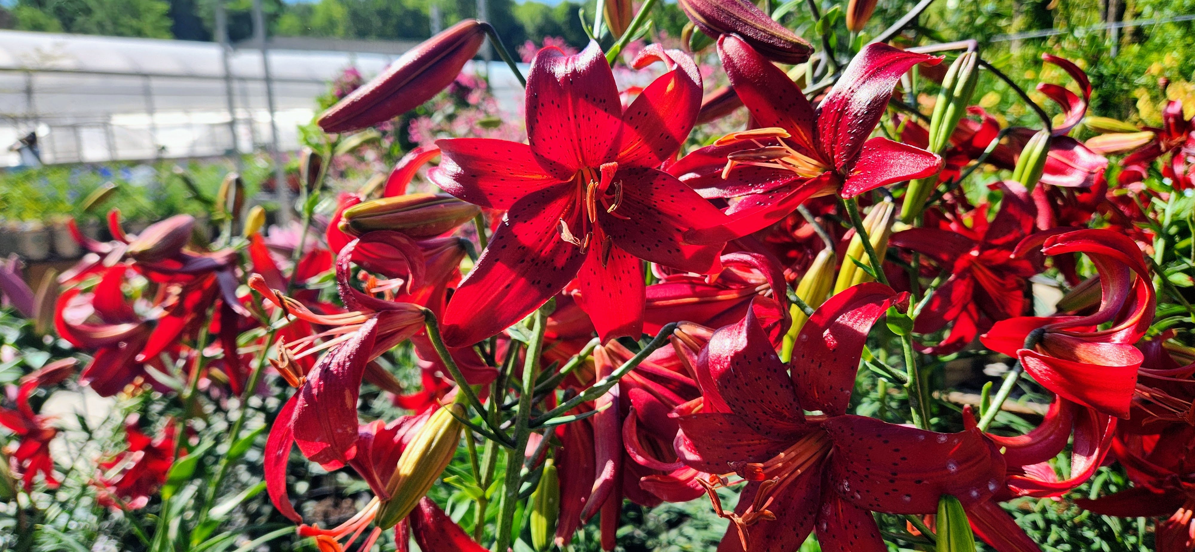 Lily Bash – The Groovy Plants Ranch LLC