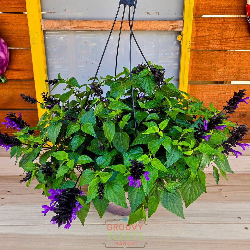 Salvia Hummingbird Falls ~ 1 Hefty Hanging Basket for Pickup at The Ranch