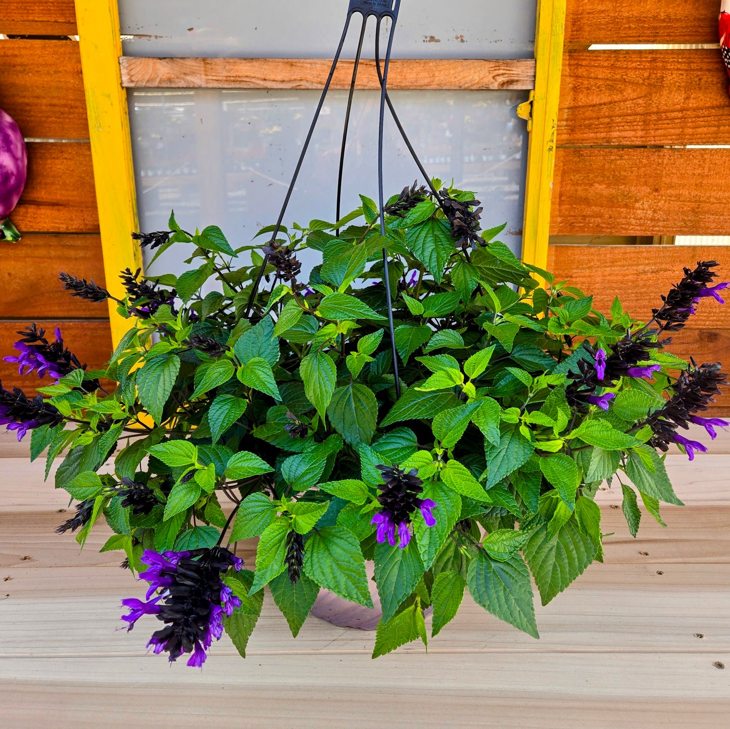 Salvia Hummingbird Falls Hanging Basket | PICKUP ONLY!