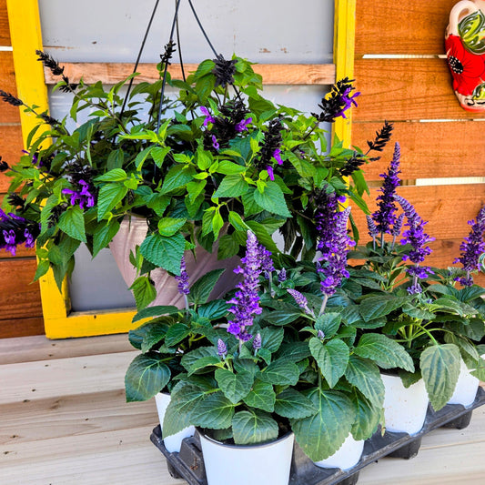 Hummongus Hummingbird Buffet Bundle | PICKUP ONLY!