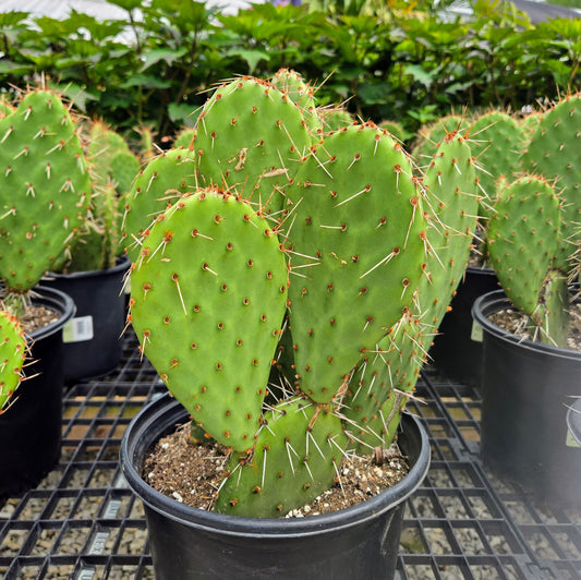 Hardy Prickly Pear 'Party Favor' | Pick Up June 17-22 2025