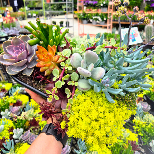 Succulent Boat | Pick Up June 17-22 2025
